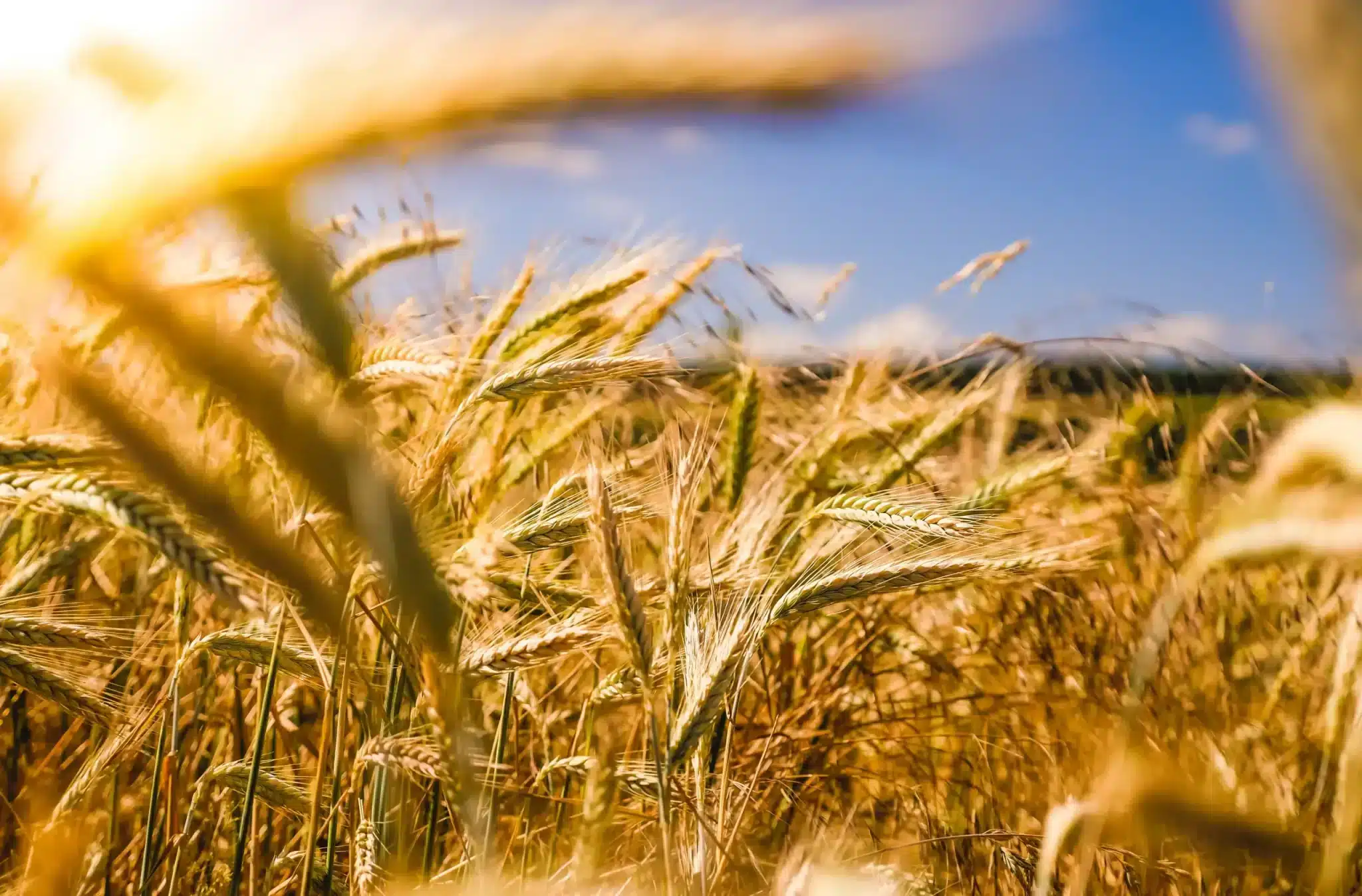 A vibrant and sunlit field of golden wheat, with the heads of the wheat stalks in sharp focus in the foreground, swaying gently in the breeze. The background softly blurs into a clear blue sky, evoking a sense of warmth and the ripeness of summer.