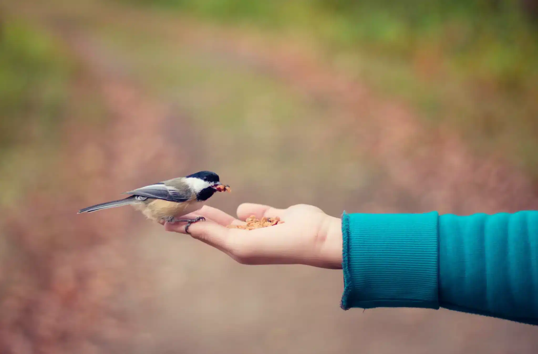 A gentle chickadee bird perches on a person's outstretched hand, which is offering small grains or bird feed. The person is wearing a teal sleeve, and the background is softly blurred with natural tones of a forest or park pathway.